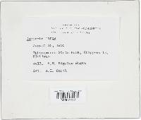 Agrocybe firma image