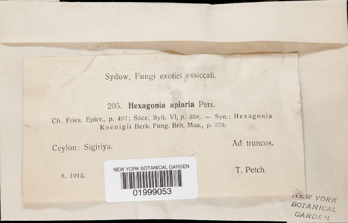 Hexagonia apiaria image