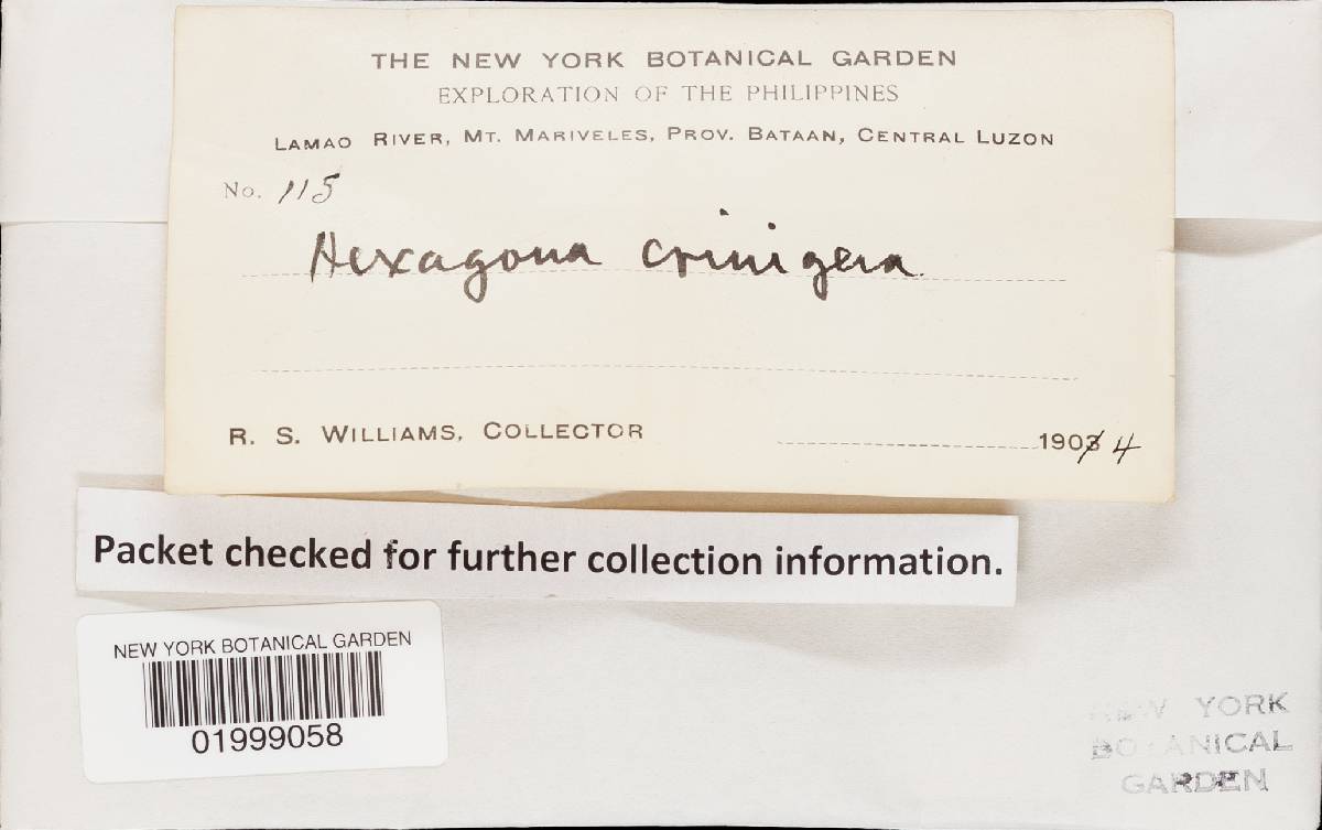 Hexagonia crinigera image