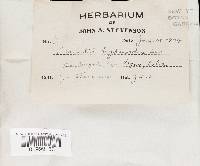 Hexagonia hydnoides image