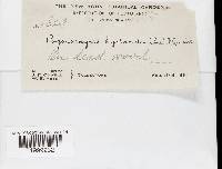 Hexagonia hydnoides image