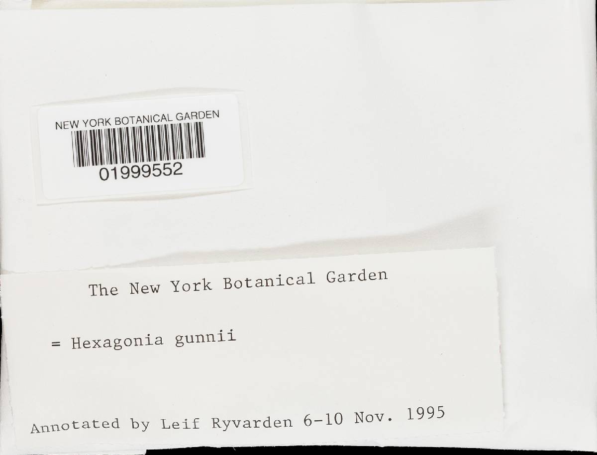 Hexagonia vesparia image