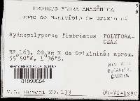 Hydnopolyporus fimbriatus image
