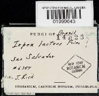 Irpex lacteus image