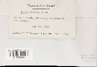 Irpex lacteus image