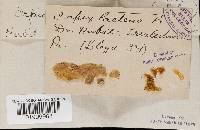 Irpex lacteus image