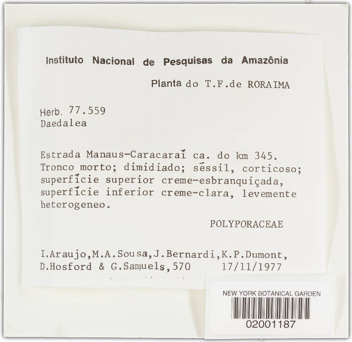 Trametes ochroflava image