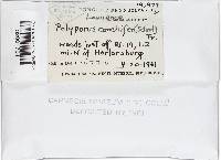 Poronidulus conchifer image