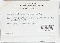 Lenzites elegans image