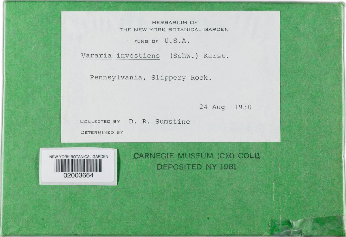 Vararia investiens image