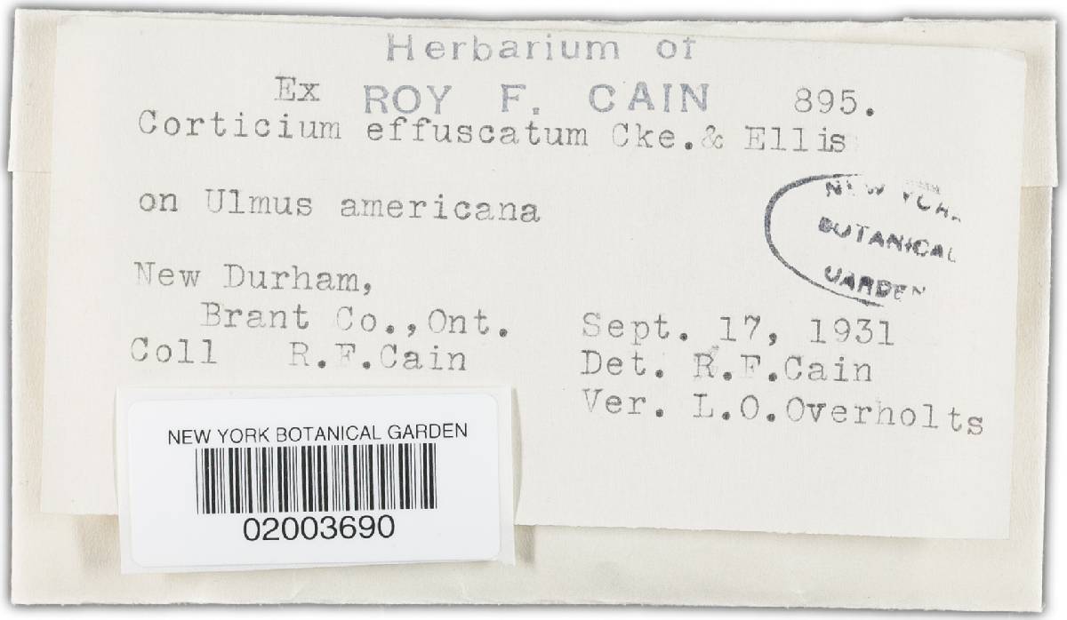 Dichostereum image
