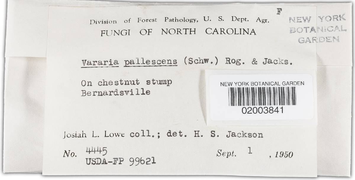 Dichostereum pallescens image