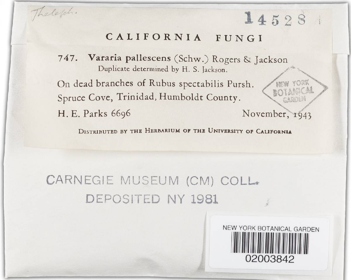 Dichostereum pallescens image