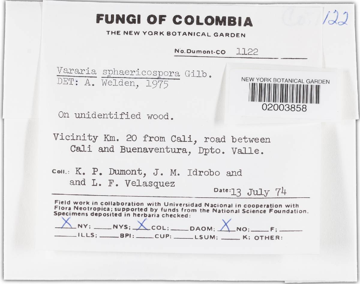 Vararia sphaericospora image