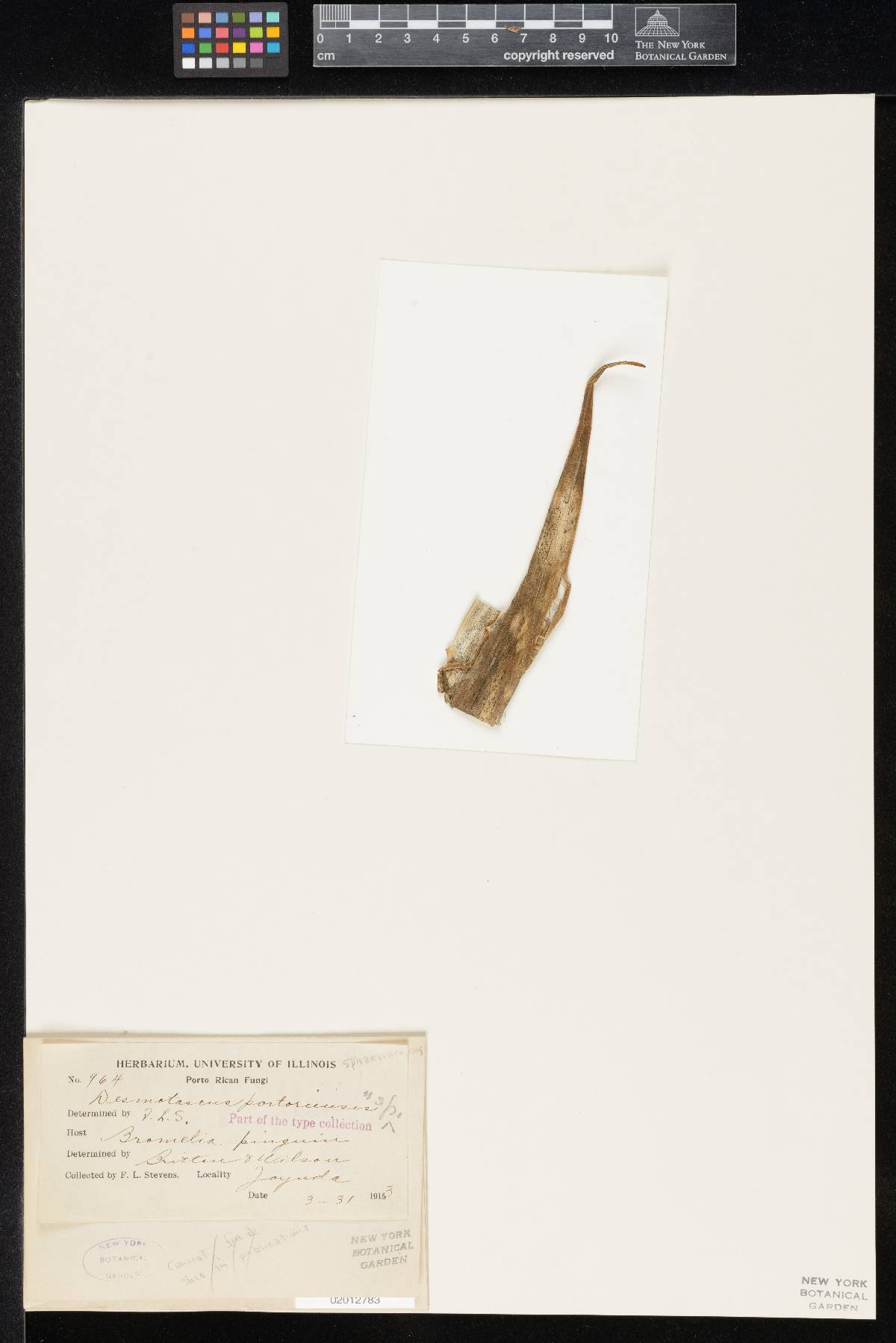 Desmotascus portoricensis image