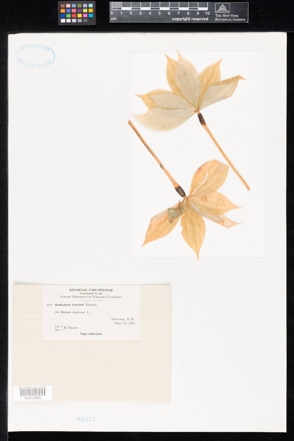 Medeolaria farlowii image