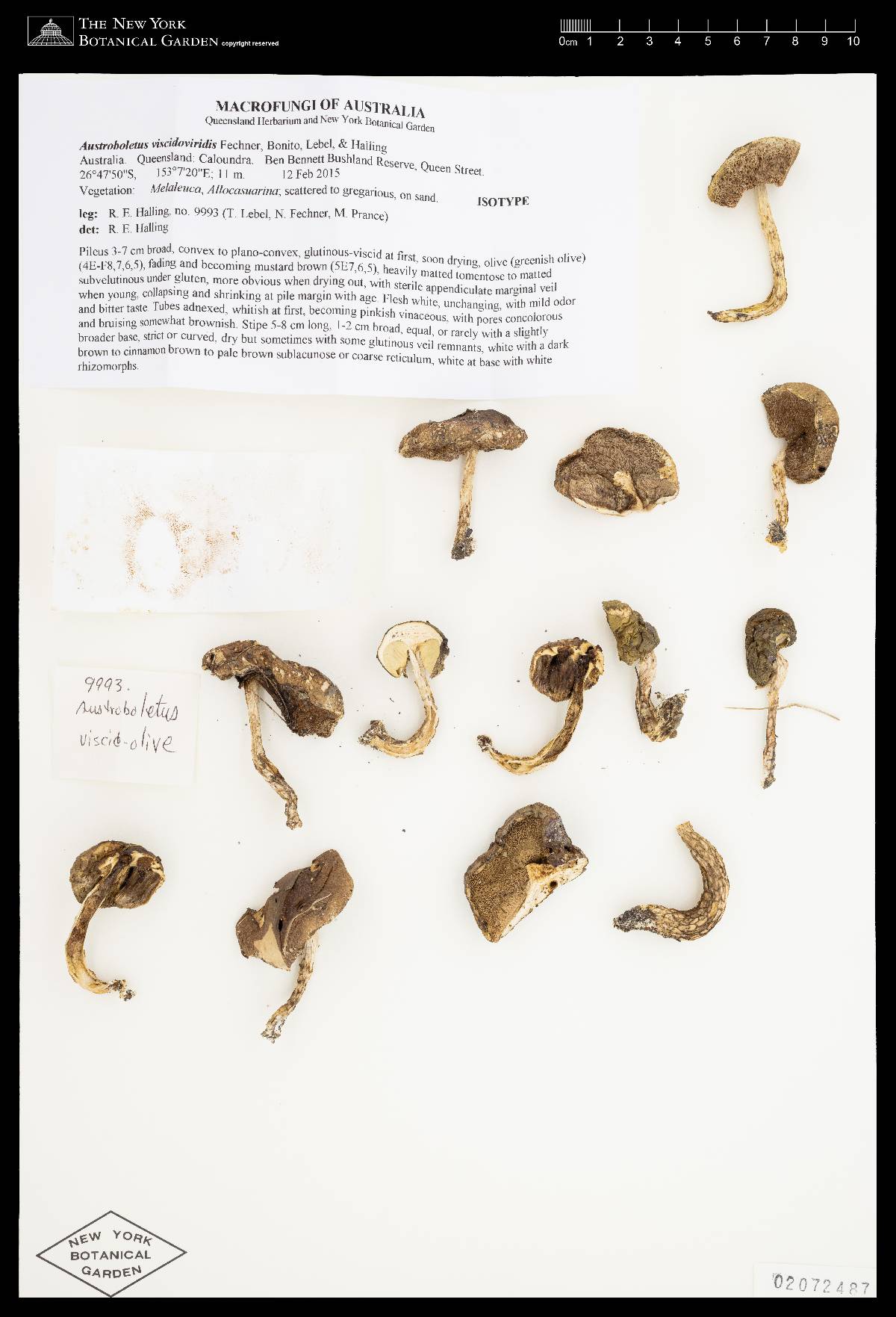 Austroboletus viscidoviridis image