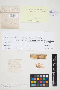 Junghuhnia luteoalba image