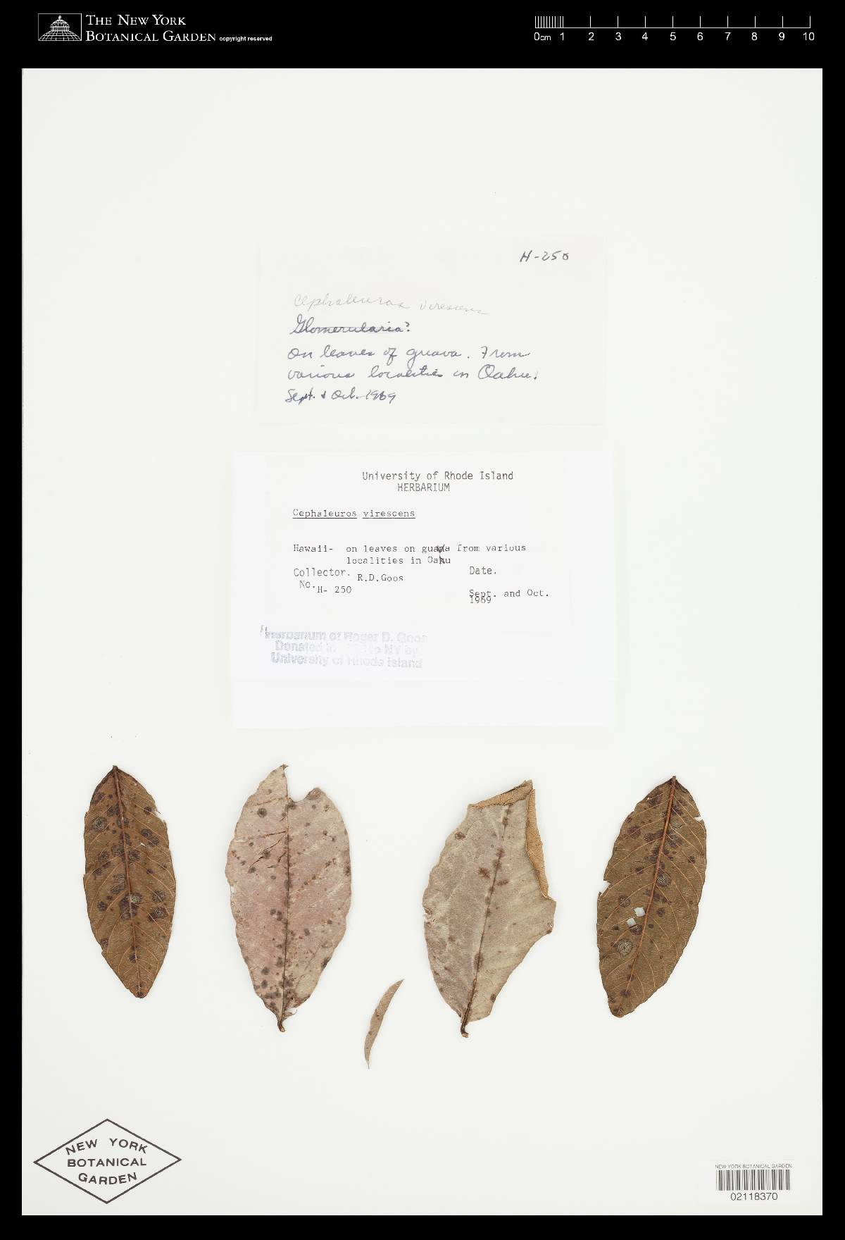 Cephaleuros virescens image