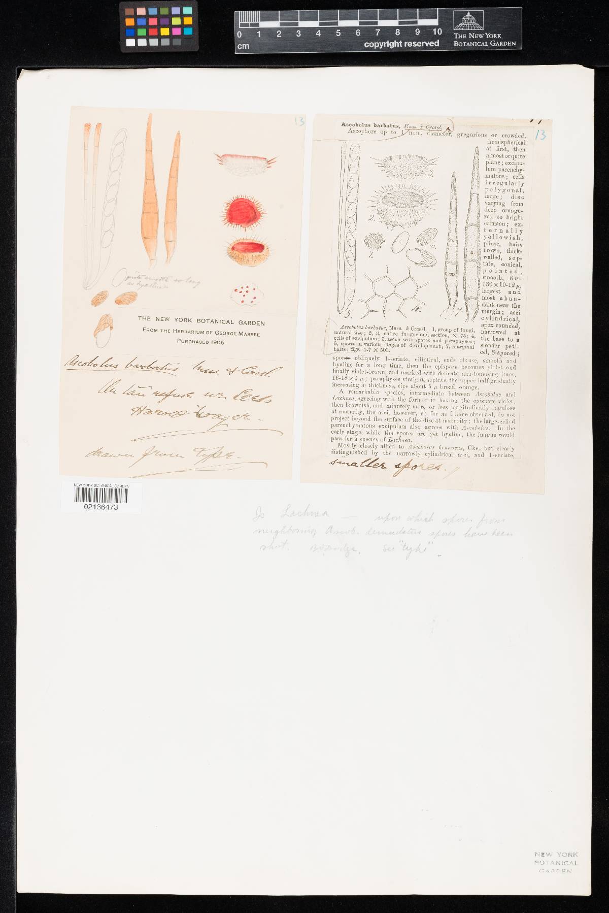 Ascobolus barbatus image