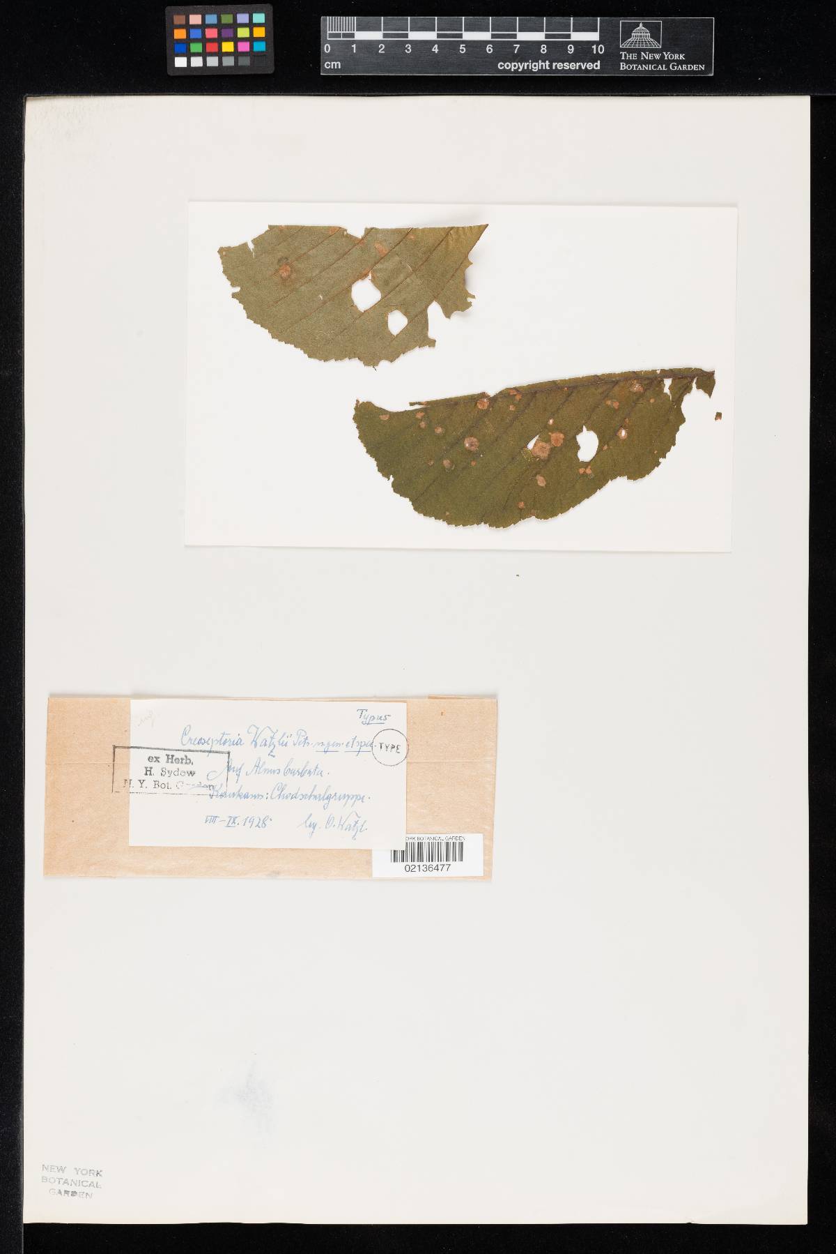 Creoseptoria watzlii image
