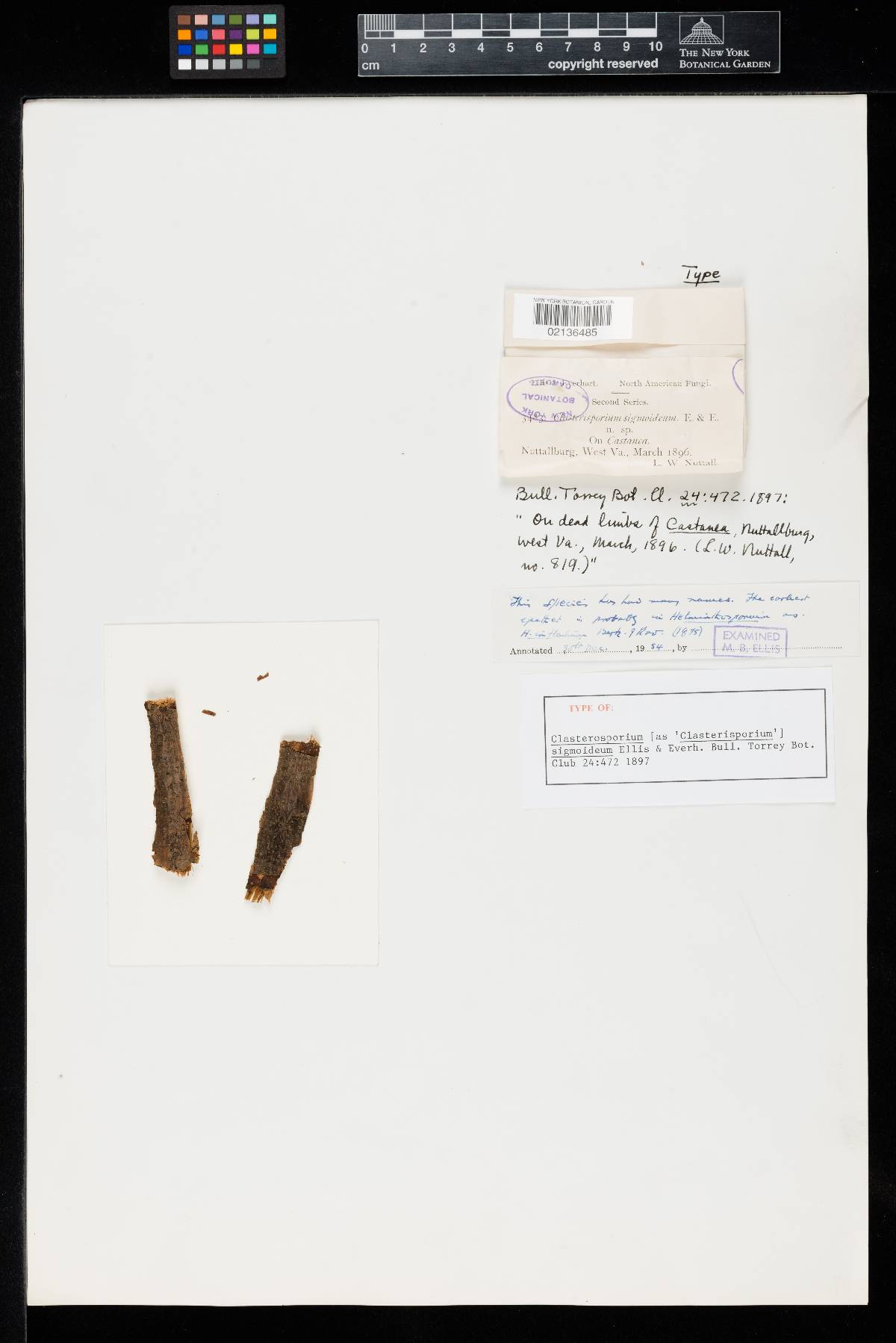 Clasterosporium sigmoideum image