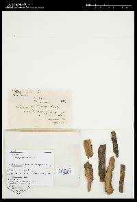 Cryptodiaporthe corni image