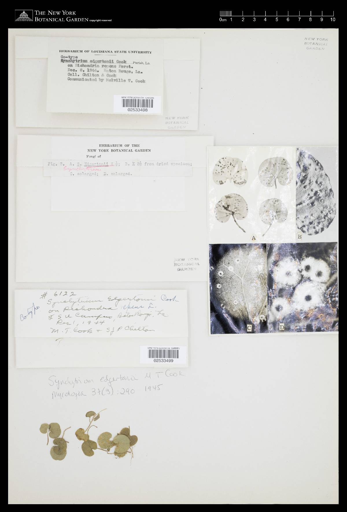 Synchytrium edgertonii image