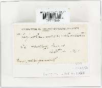 Cystoderma amianthinum image