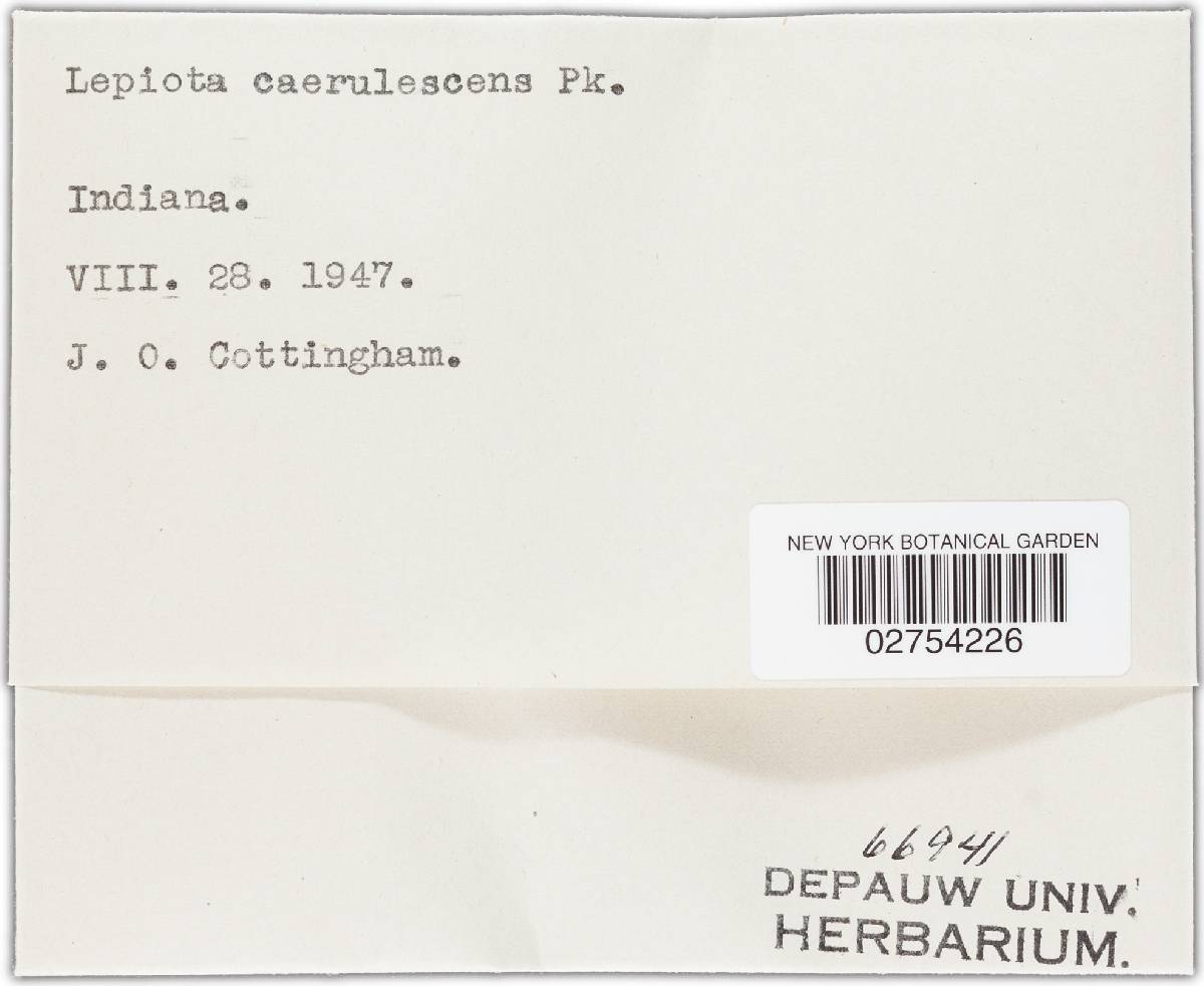 Lepiota caerulescens image