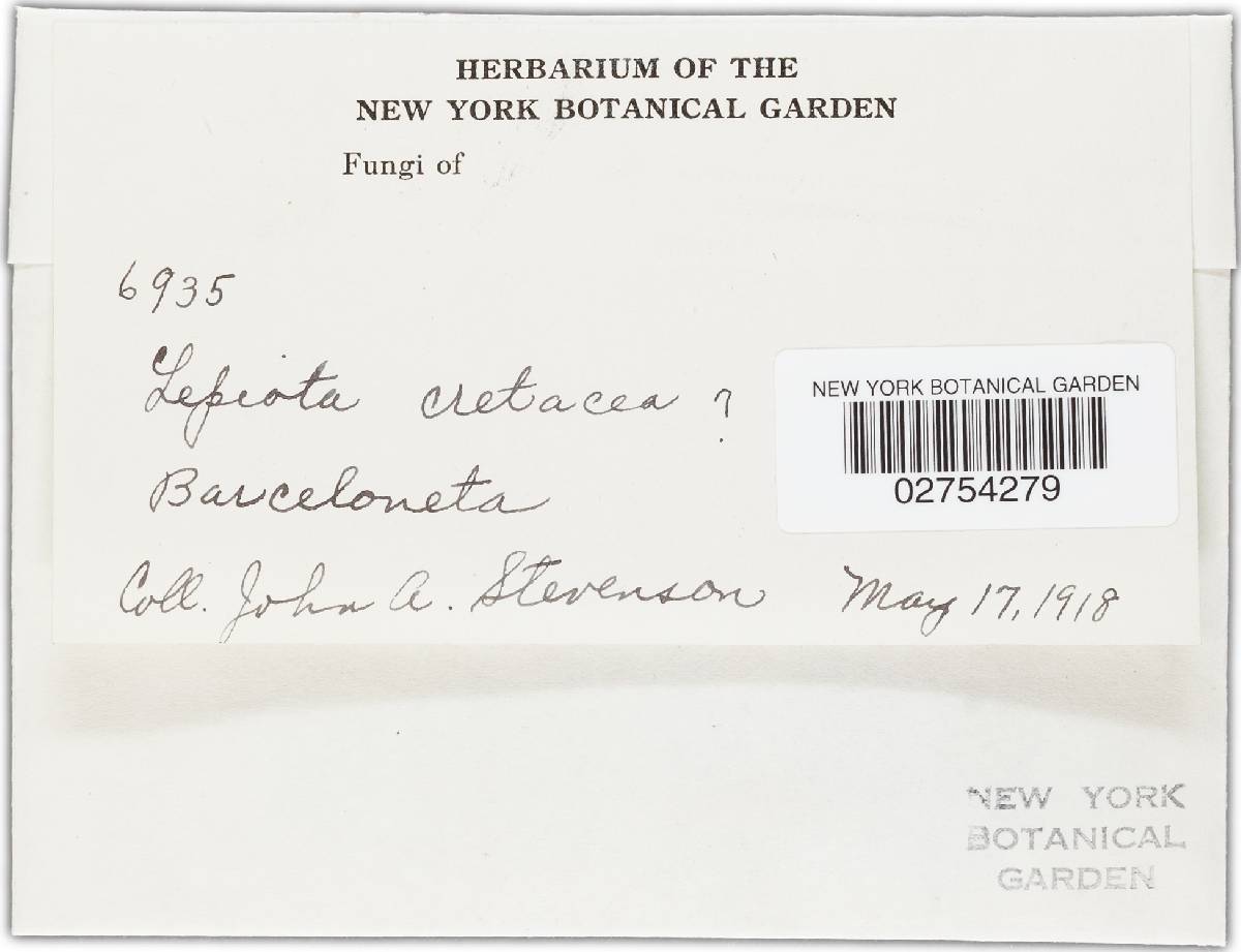 Lepiota cretacea image