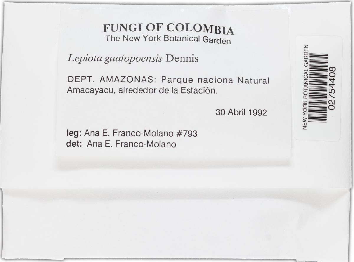 Lepiota guatopoensis image