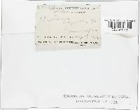 Entoloma asprellum image