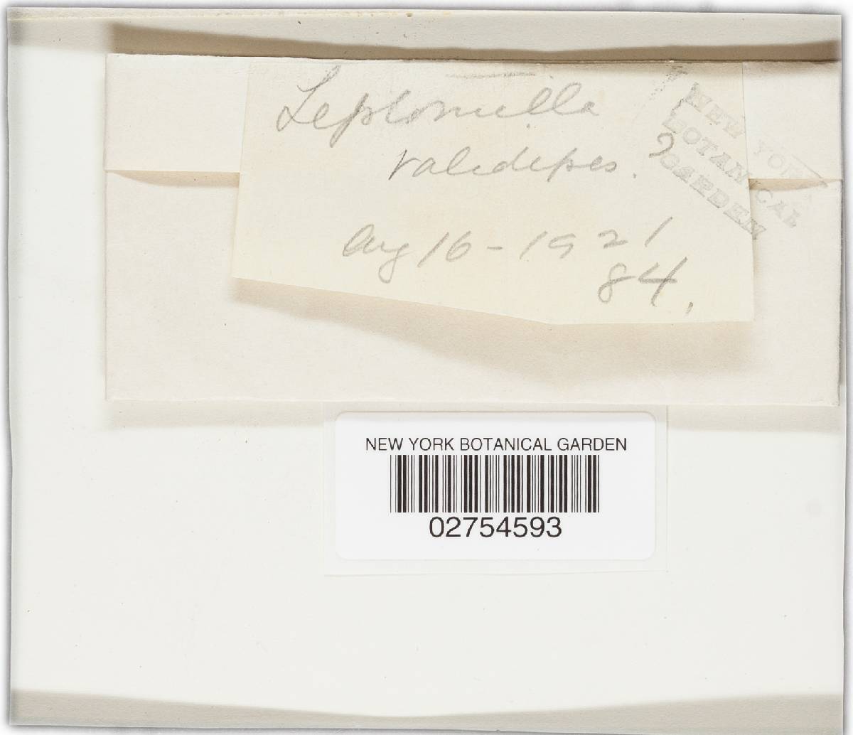 Leptonia validipes image