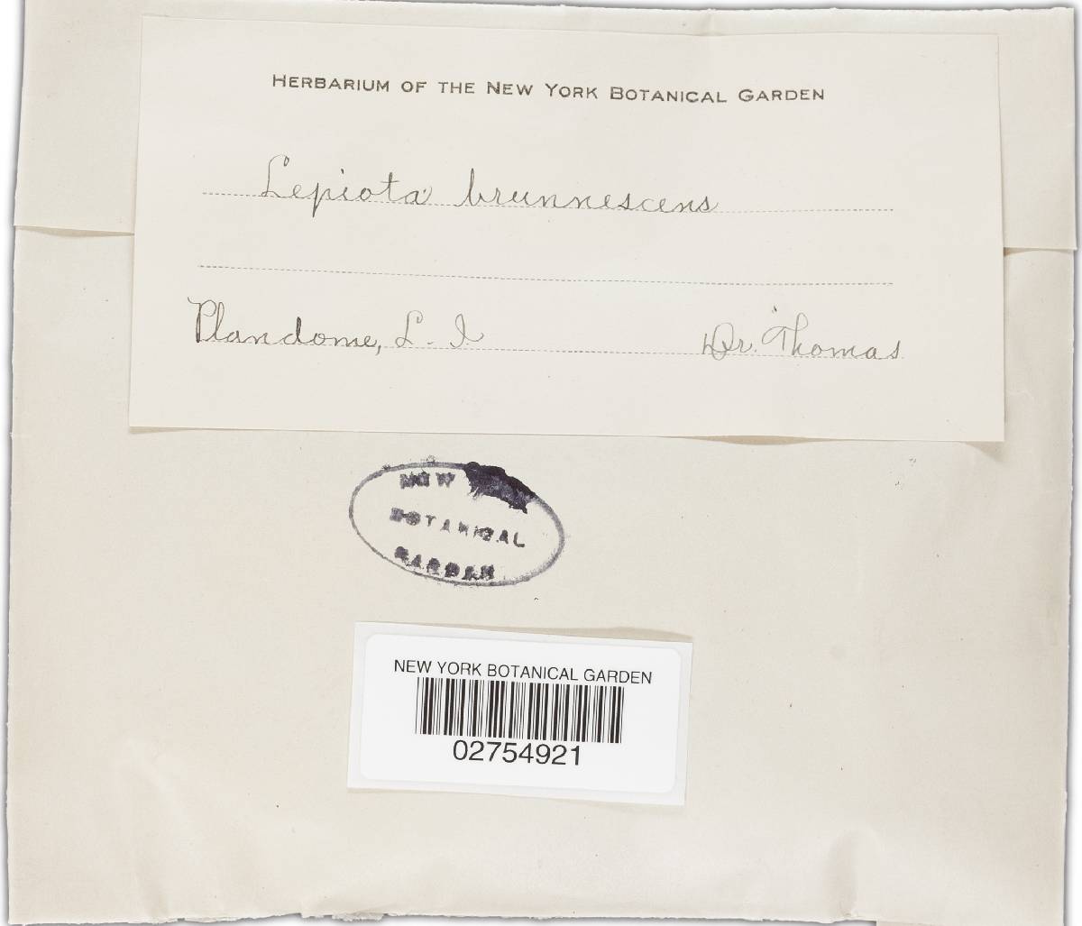 Leucoagaricus brunnescens image