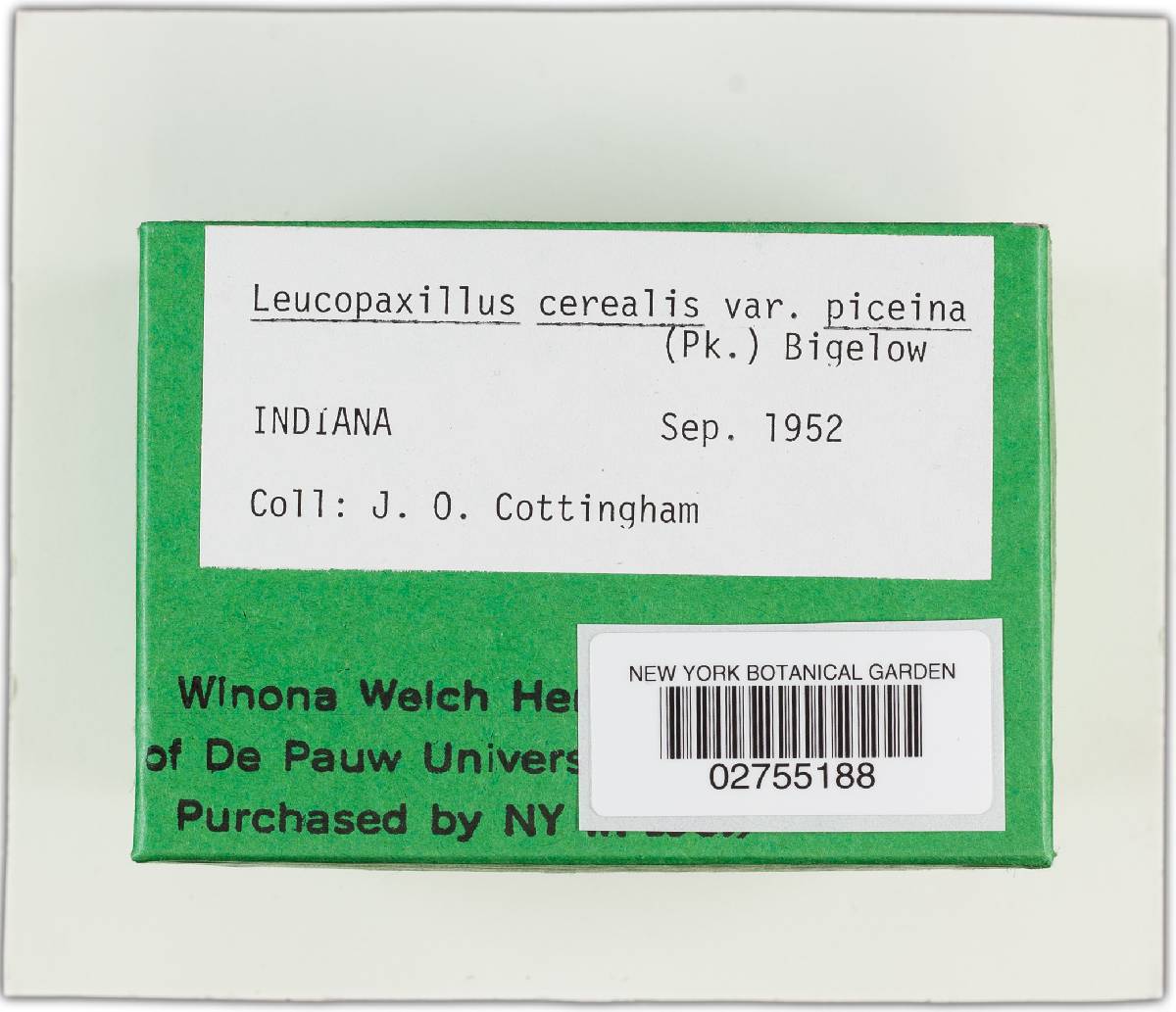Leucopaxillus cerealis image