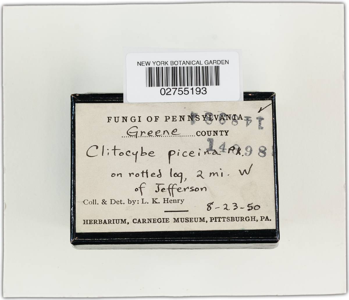 Leucopaxillus cerealis image