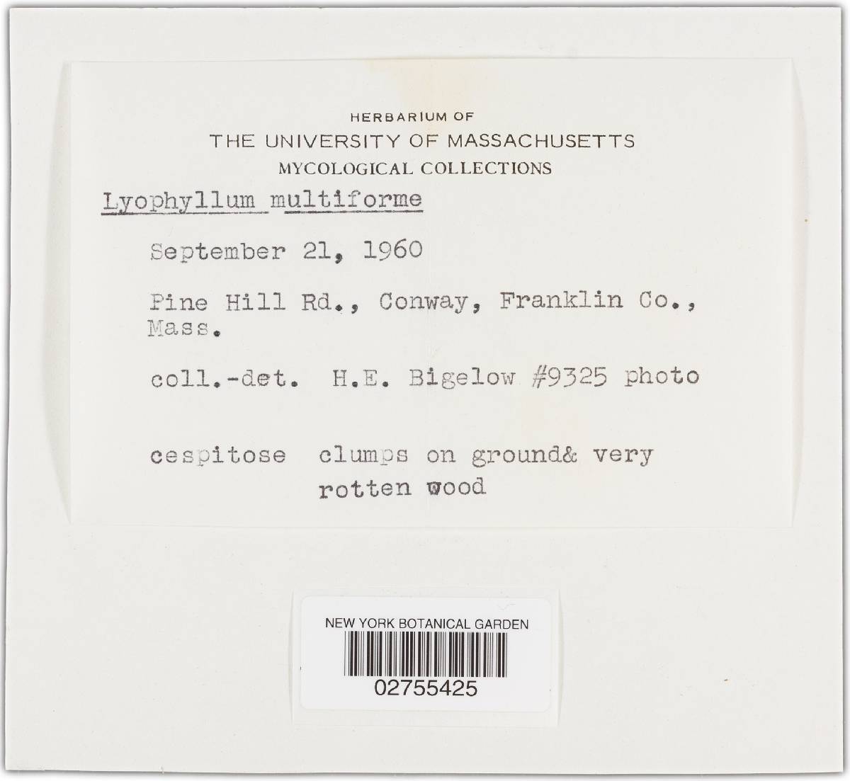 Lyophyllum multiforme image
