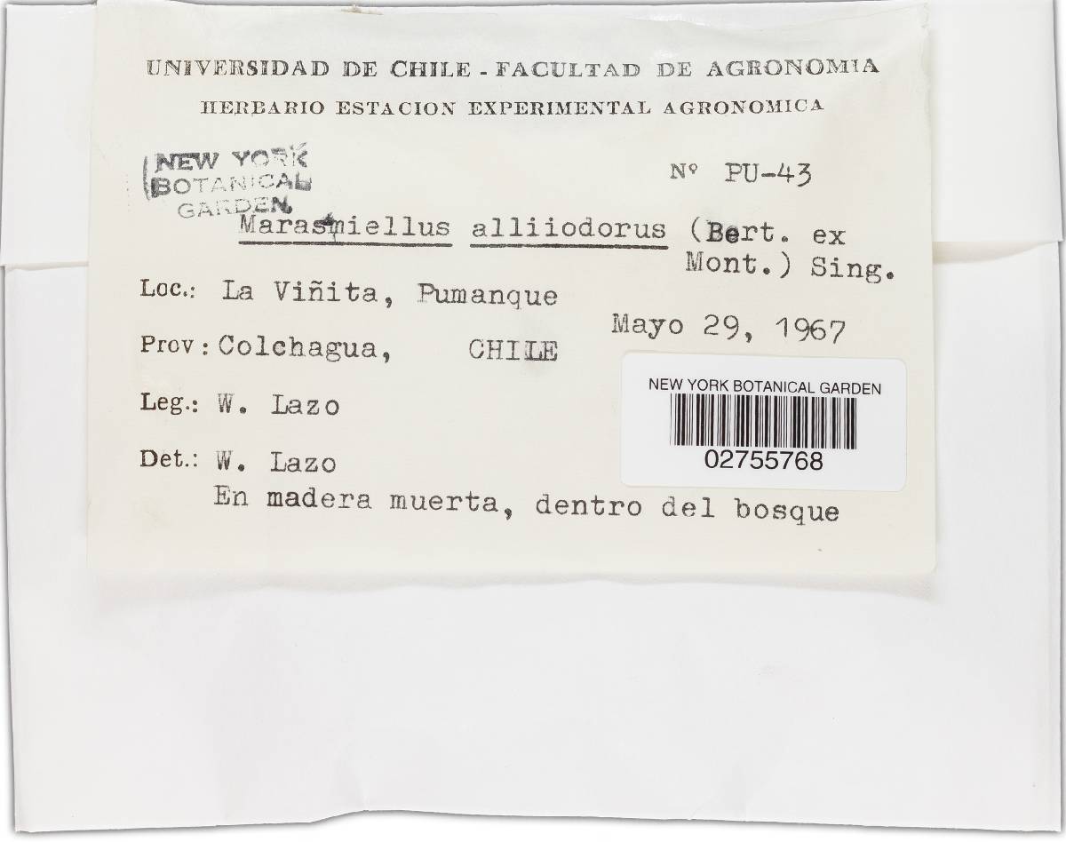 Marasmiellus alliiodorus image