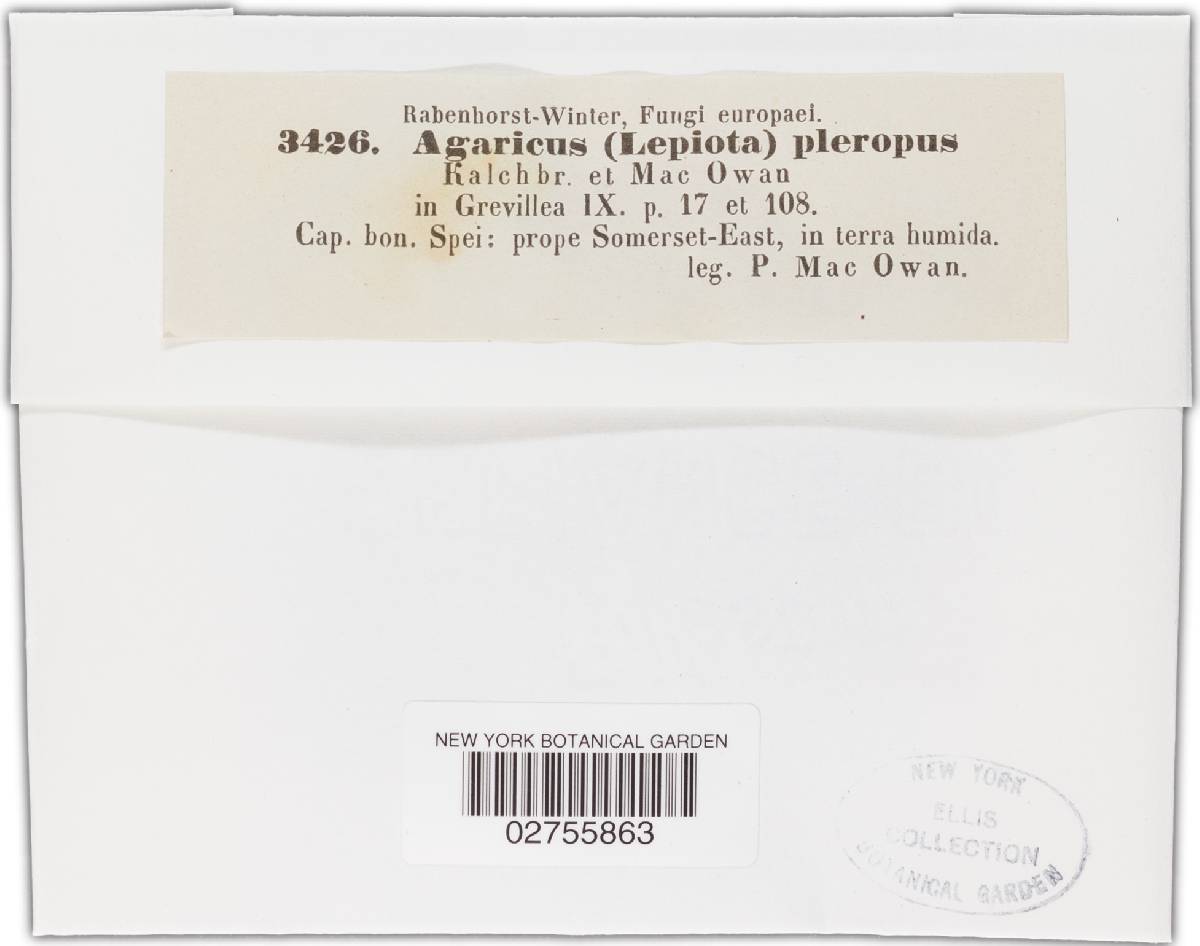 Agaricus pteropus image