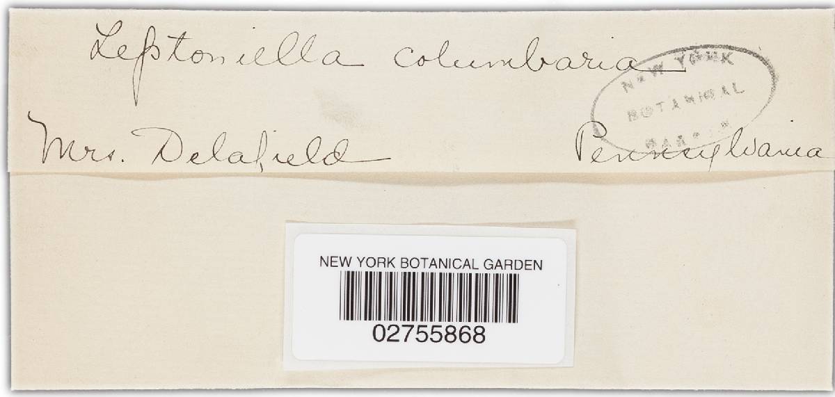 Leptoniella columbaria image