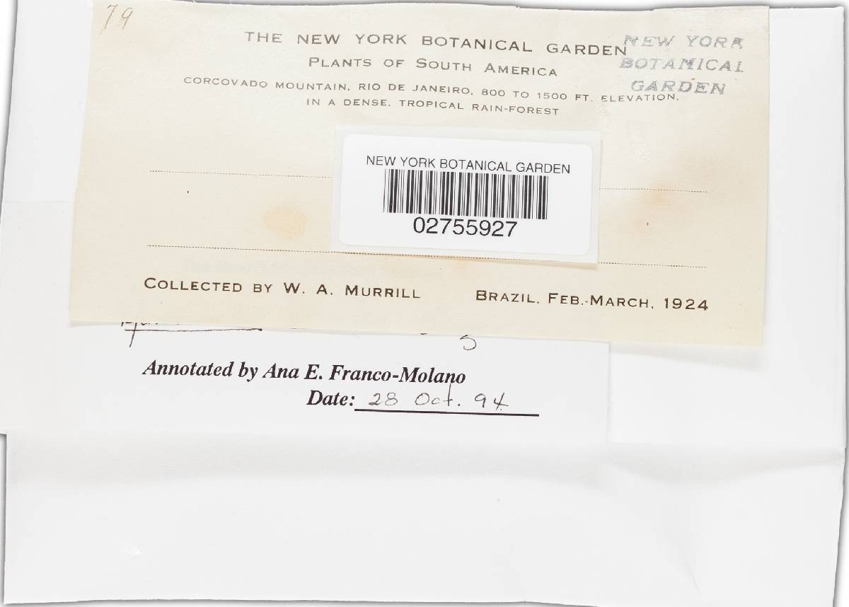 Marasmiellus volvatus image