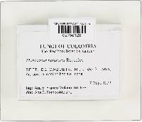 Marasmius haedinus image