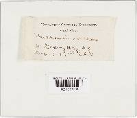 Marasmius oreades image