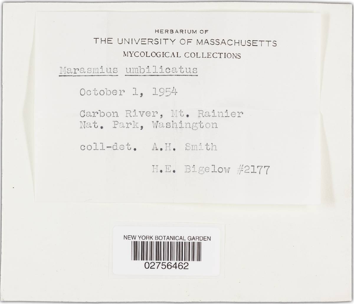 Marasmius umbilicatus image