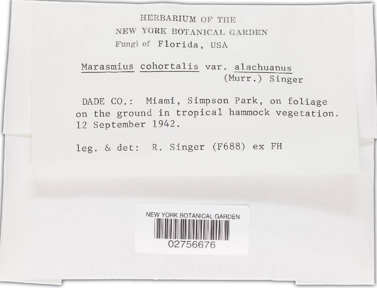 Marasmius cohortalis var. alachuanus image