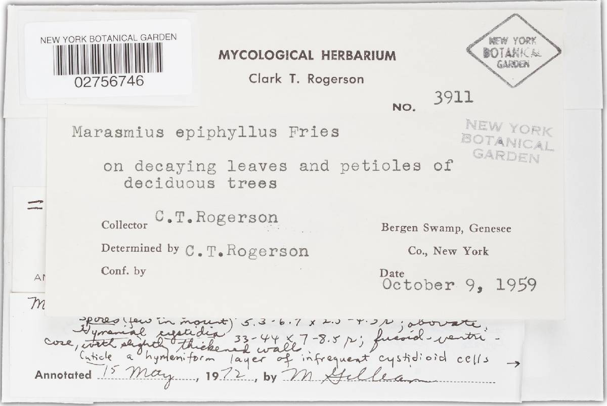 Marasmius epifagus image
