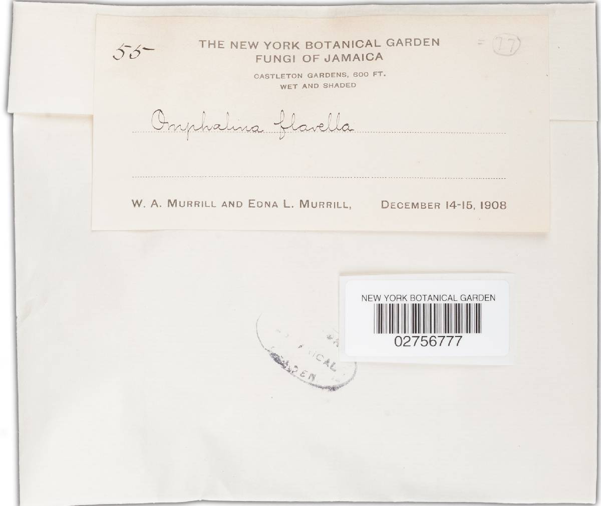 Marasmius flavellus image