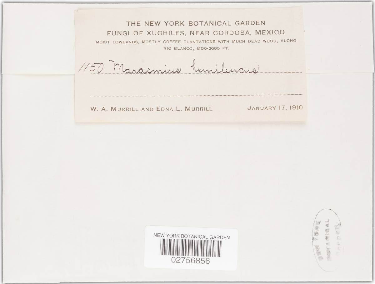 Marasmius hemileucus image