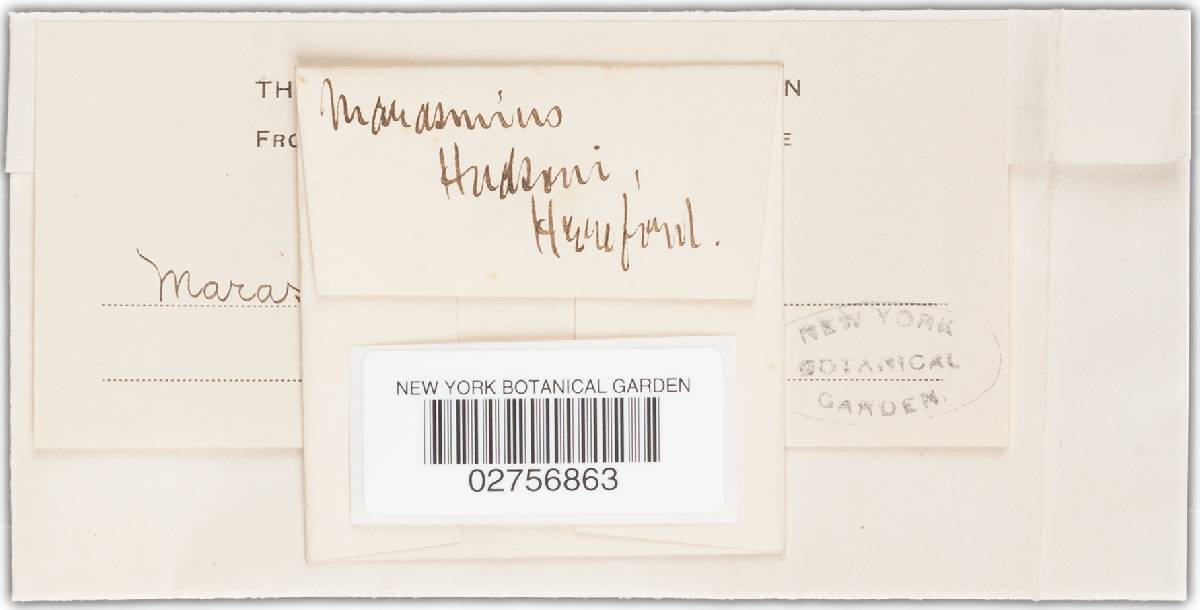 Marasmius hudsonii image
